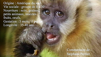 LA VALLEE DES SINGES